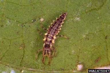 green lacewing, Chrysoperla rufilabris  (Neuroptera: Chrysopidae) - 1475047