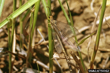 common antlions, Brachynemurus spp.  (Neuroptera: Myrmeleontidae) - 1475062