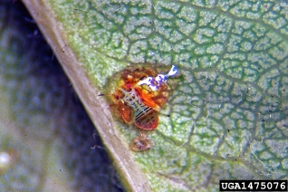 pear psylla (Cacopsylla pyricola ) on pear (Pyrus spp. ) - 1475076