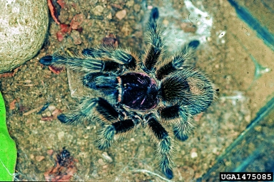 Oklahoma brown tarantula, Aphonopelma hentzi  (Araneae: Theraphosidae) - 1475085