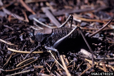 Mormon cricket, Anabrus simplex  (Orthoptera: Tettigoniidae) - 1476029