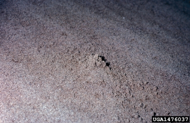 gaint sand treader cricket, Daihinibaenetes giganteus  (Orthoptera: Rhaphidophoridae) - 1476037
