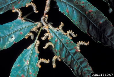 mountain-ash sawfly (Pristiphora geniculata ) on mountain ash (Sorbus spp. ) - 1476047