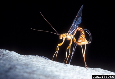 Giant ichneumon wasp, Megarhyssa spp.  (Hymenoptera: Ichneumonidae) - 1476056