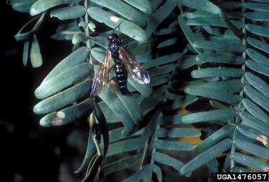Tiphiid wasp, Tiphia spp.  (Hymenoptera: Tiphiidae) - 1476057