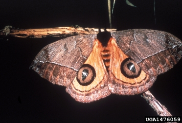 io moth, Automeris io  (Lepidoptera: Saturniidae) - 1476059