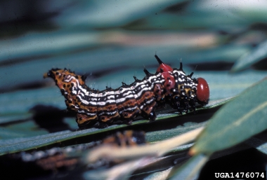red-humped caterpillar moth, Schizura concinna  (Lepidoptera: Notodontidae) - 1476074