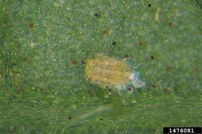 potato/tomato psyllid (Paratrioza cockerelli ) on pepper (Capsicum spp. ) - 1476081