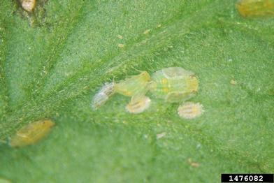 potato/tomato psyllid (Paratrioza cockerelli ) on pepper (Capsicum spp. ) - 1476082