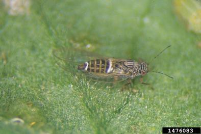 potato/tomato psyllid (Paratrioza cockerelli ) on pepper (Capsicum spp. ) - 1476083