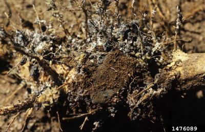 sugar beet root aphid (Pemphigus populivenae ) on quinoa (Chenopodium quinoa ) - 1476089