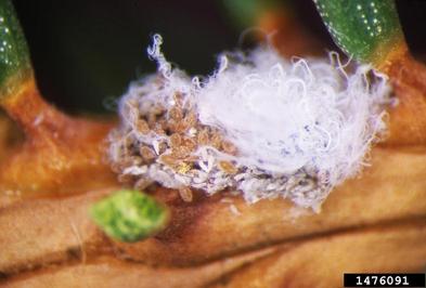 cooley spruce gall adelgid (Adelges cooleyi ) on blue spruce (Picea pungens ) - 1476091