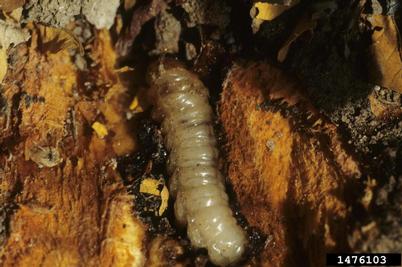 peachtree borer (Synanthedon exitiosa ) on peach (Prunus persica ) - 1476103