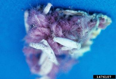 casemaking clothes moth, Tinea pellionella  (Lepidoptera: Tineidae) - 1476107