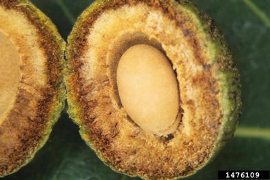 oak rough bulletgall wasp (Disholcaspis quercusmamma ) on bur oak (Quercus macrocarpa ) - 1476109