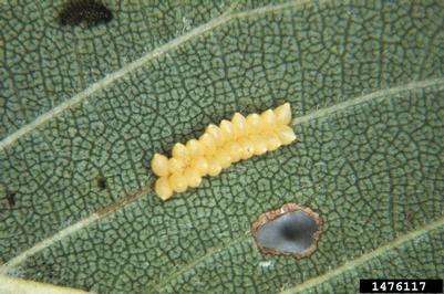 elm leaf beetle (Xanthogaleruca luteola ) on Siberian elm (Ulmus pumila ) - 1476117