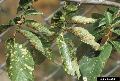 elm leaf beetle (Xanthogaleruca luteola ) on Siberian elm (Ulmus pumila ) - 1476124
