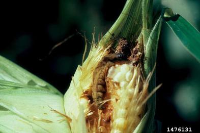 entomopathogenic nematode (Steinernema carpocapsae ) on bollworm (Helicoverpa zea ) - 1476131