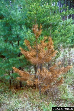 Armillaria root rots (Armillaria spp. ) on red pine (Pinus resinosa ) - 1479015