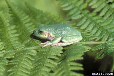 gray tree frog, Hyla versicolor  (Anura: Hylidae) - 1479028