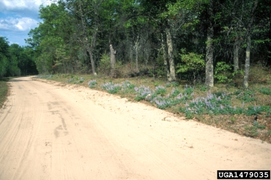 perennial lupine, Lupinus perennis  (Fabales: Fabaceae (Leguminosae)) - 1479035