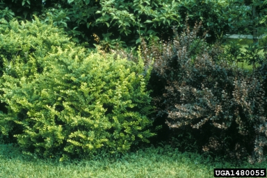 Japanese barberry, Berberis thunbergii  (Ranunculales: Berberidaceae) - 1480055