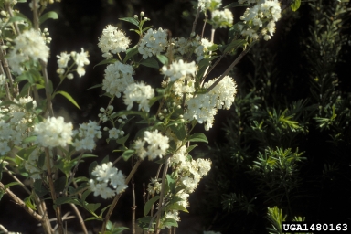 Lemoine Deutzia, Deutzia x lemoinei  (Rosales: Hydrangeaceae) - 1480163