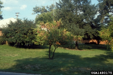European spindletree, Euonymus europaeus  (Celastrales: Celastraceae) - 1480175