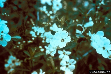 common pearlbrush, Exochorda racemosa  (Rosales: Rosaceae) - 1480177