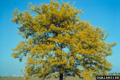honeylocust, Gleditsia triacanthos  (Fabales: Fabaceae (Leguminosae)) - 1480198