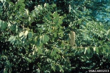 Kentucky coffeetree, Gymnocladus dioicus  (Fabales: Fabaceae (Leguminosae)) - 1480203