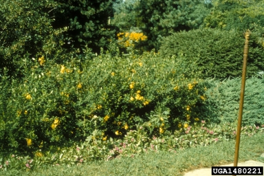 common St. Johnswort, Hypericum perforatum  (Theales: Clusiaceae) - 1480221