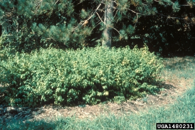 Japanese rose, Kerria japonica  (Rosales: Rosaceae) - 1480231