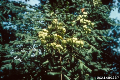 goldenrain tree, Koelreuteria paniculata  (Sapindales: Sapindaceae) - 1480237