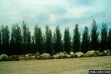 Lombardy poplar, Populus nigra  (Salicales: Salicaceae) - 1480348
