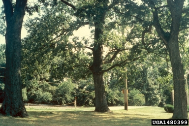 chinkapin oak, Quercus muehlenbergii  (Fagales: Fagaceae) - 1480399