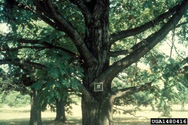northern red oak, Quercus rubra  (Fagales: Fagaceae) - 1480416