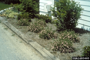 Japanese spiraea, Spiraea japonica  (Rosales: Rosaceae) - 1480460