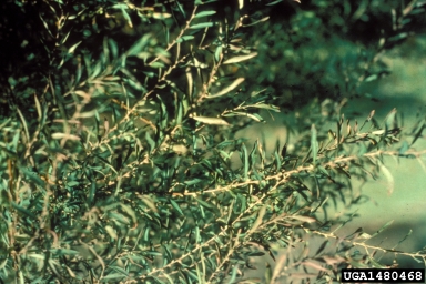 Thunberg's meadowsweet, Spiraea thunbergii  (Rosales: Rosaceae) - 1480468