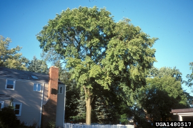American elm, Ulmus americana  (Urticales: Ulmaceae) - 1480517