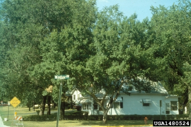 Chinese elm, Ulmus parvifolia  (Urticales: Ulmaceae) - 1480524