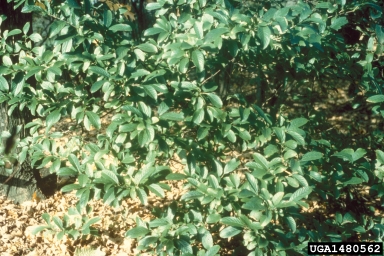 Siebold's arrowwood, Viburnum sieboldii  (Dipsacales: Caprifoliaceae) - 1480562