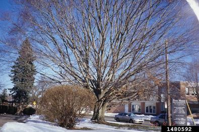American beech, Fagus grandifolia  (Fagales: Fagaceae) - 1480592