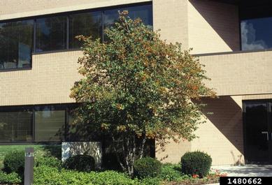 Washington hawthorn, Crataegus phaenopyrum  (Rosales: Rosaceae) - 1480662