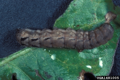 spotted cutworm, Xestia dolosa  (Lepidoptera: Noctuidae) - 1481005