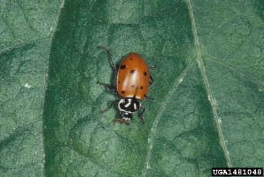 convergent lady beetle, Hippodamia convergens  (Coleoptera: Coccinellidae) - 1481048
