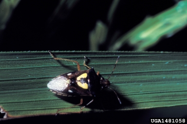 stink bug (Oebalus spp. ) on rice (Oryza sativa ) - 1481058
