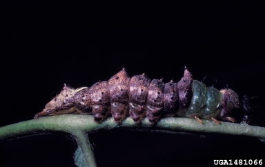 prominent moths (Schizura spp. ) on rose (Rosa spp. ) - 1481066