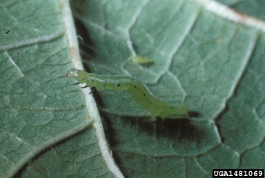 soybean looper (Pseudoplusia includens ) on bean (Phaseolus spp. ) - 1481069