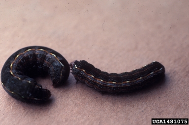 garden armyworm (Spodoptera latifascia ) on corn (Zea mays ) - 1481075